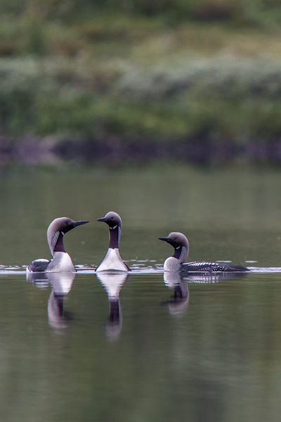 Prachttaucher, Gavia arctica, Seetaucherartige, Taucher, Norwegen, Gaviidae, Gaviiformes