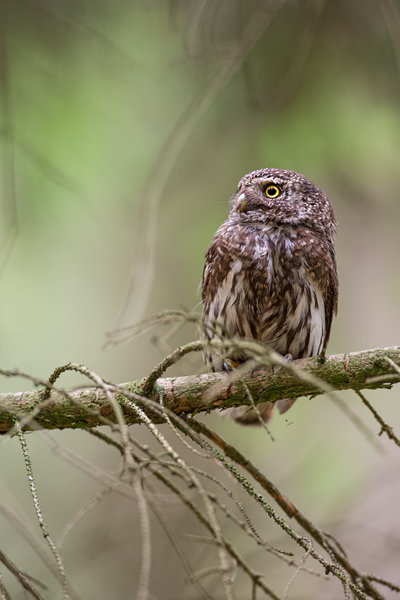 Sperlingskauz - Glaucidium passerinum, Eule, Eigentliche Eulen, Kauz, Kleinste Eule, Voegel, Vogel, www.richter-naturfotografie.de, Strigiformes, Glaucidium, Sperlingskaeuze