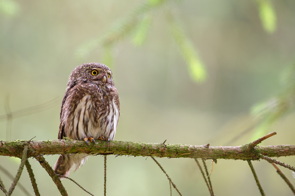 Sperlingskauz - Glaucidium passerinum, Eule, Eigentliche Eulen, Kauz, Kleinste Eule, Voegel, Vogel, www.richter-naturfotografie.de, Strigiformes, Glaucidium, Sperlingskaeuze