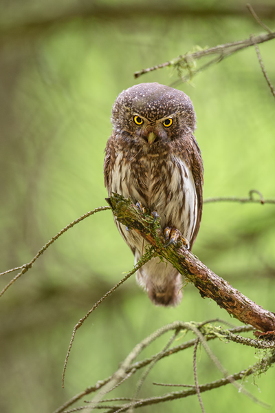 Sperlingskauz - Glaucidium passerinum, Eule, Eigentliche Eulen, Kauz, Kleinste Eule, Voegel, Vogel, www.richter-naturfotografie.de, Strigiformes, Glaucidium, Sperlingskaeuze