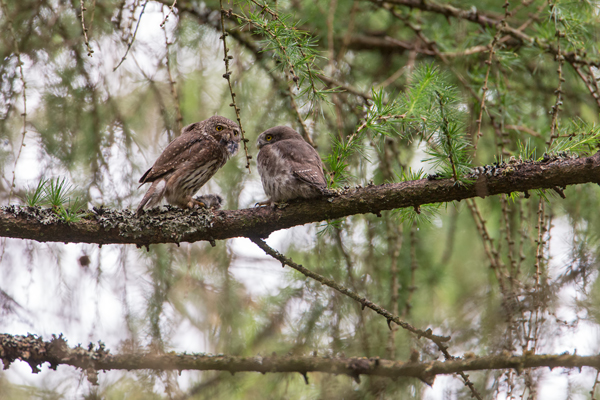 Sperlingskauz - Glaucidium passerinum, Eule, Eigentliche Eulen, Kauz, Kleinste Eule, Voegel, Vogel, www.richter-naturfotografie.de, Strigiformes, Glaucidium, Sperlingskaeuze