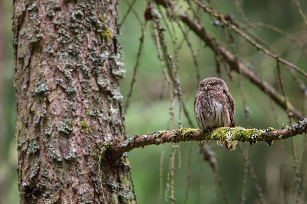Sperlingskauz - Glaucidium passerinum, Eule, Eigentliche Eulen, Kauz, Kleinste Eule, Voegel, Vogel, www.richter-naturfotografie.de, Strigiformes, Glaucidium, Sperlingskaeuze