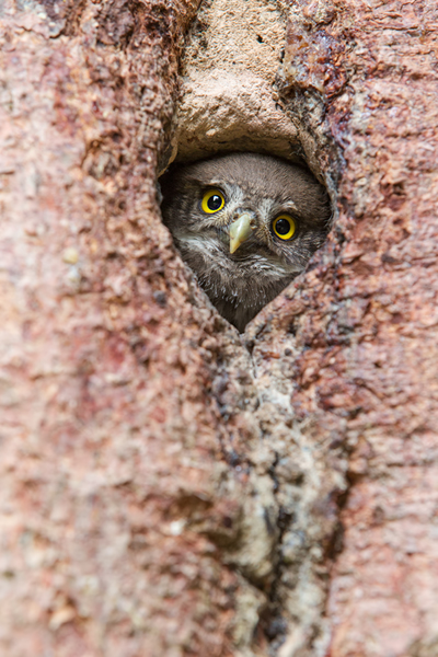 Sperlingskauz - Glaucidium passerinum, Eule, Eigentliche Eulen, Kauz, Kleinste Eule, Voegel, Vogel, www.richter-naturfotografie.de, Strigiformes, Glaucidium, Sperlingskaeuze