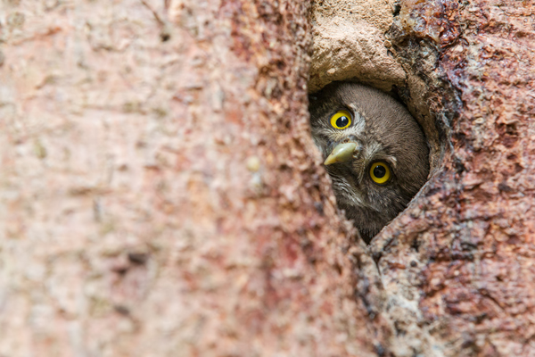 Sperlingskauz - Glaucidium passerinum, Eule, Eigentliche Eulen, Kauz, Kleinste Eule, Voegel, Vogel, www.richter-naturfotografie.de, Strigiformes, Glaucidium, Sperlingskaeuze