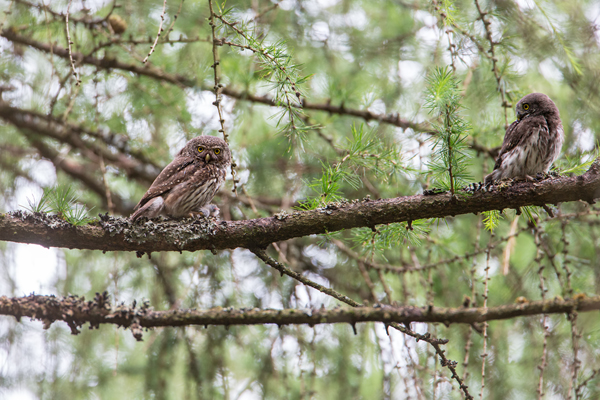 Sperlingskauz - Glaucidium passerinum, Eule, Eigentliche Eulen, Kauz, Kleinste Eule, Voegel, Vogel, www.richter-naturfotografie.de, Strigiformes, Glaucidium, Sperlingskaeuze