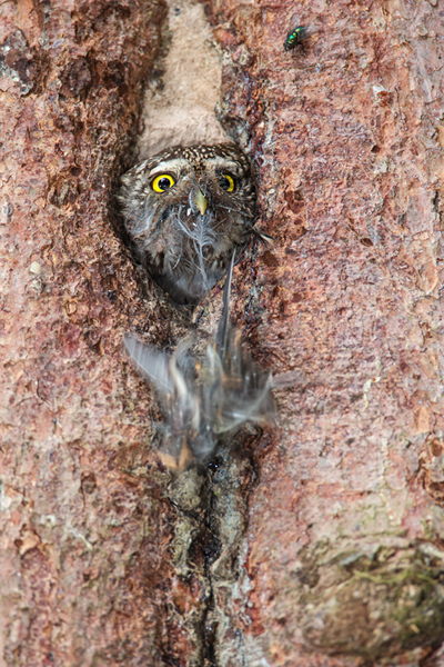 Sperlingskauz - Glaucidium passerinum, Eule, Eigentliche Eulen, Kauz, Kleinste Eule, Voegel, Vogel, www.richter-naturfotografie.de, Strigiformes, Glaucidium, Sperlingskaeuze