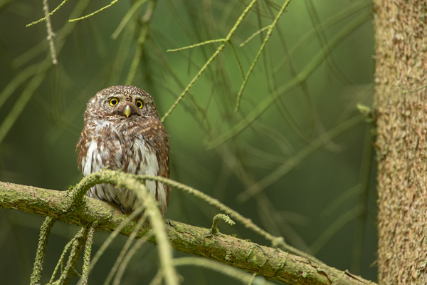Sperlingskauz - Glaucidium passerinum, Eule, Eigentliche Eulen, Kauz, Kleinste Eule, Voegel, Vogel, www.richter-naturfotografie.de, Strigiformes, Glaucidium, Sperlingskaeuze