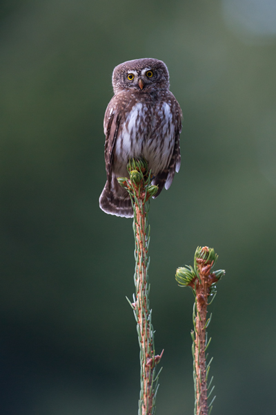 Sperlingskauz - Glaucidium passerinum, Eule, Eigentliche Eulen, Kauz, Kleinste Eule, Voegel, Vogel, www.richter-naturfotografie.de, Strigiformes, Glaucidium, Sperlingskaeuze