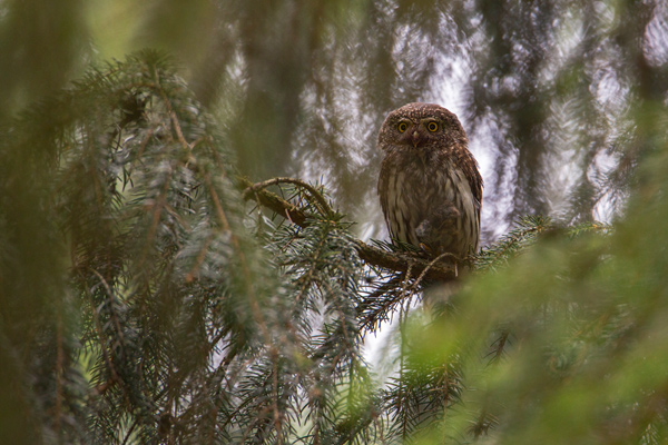 Sperlingskauz - Glaucidium passerinum, Eule, Eigentliche Eulen, Kauz, Kleinste Eule, Voegel, Vogel, www.richter-naturfotografie.de, Strigiformes, Glaucidium, Sperlingskaeuze