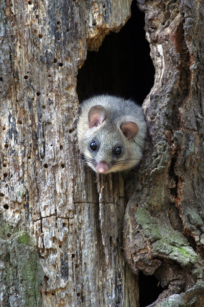 Siebenschlaefer - Glis glis