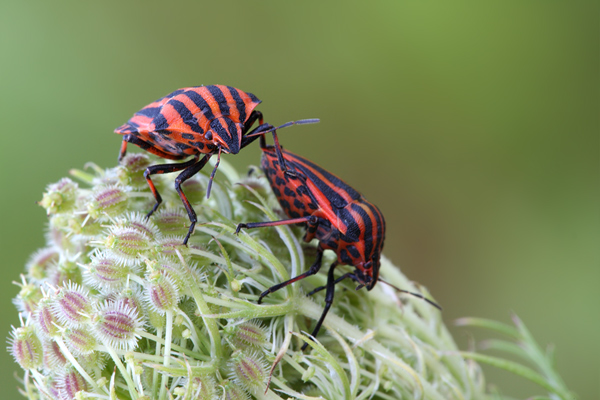 Streifenwanze - Graphosoma lineatum