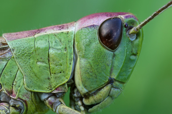 Grashüpfer - Gomphocerinae