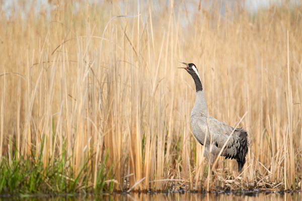 Kranich Kraniche - Grus grus Voegel des Gluecks Voegel Sachsen Jungvogel 