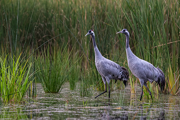 Kranich Kraniche - Grus grus Voegel des Gluecks Voegel Sachsen Jungvogel 
