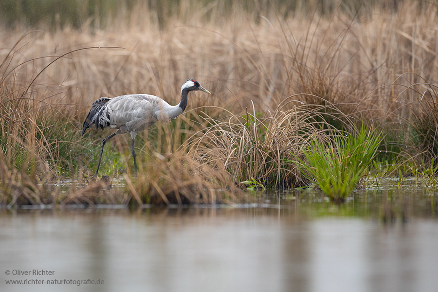 Kranich Kraniche - Grus grus Voegel des Gluecks Voegel Sachsen Jungvogel 