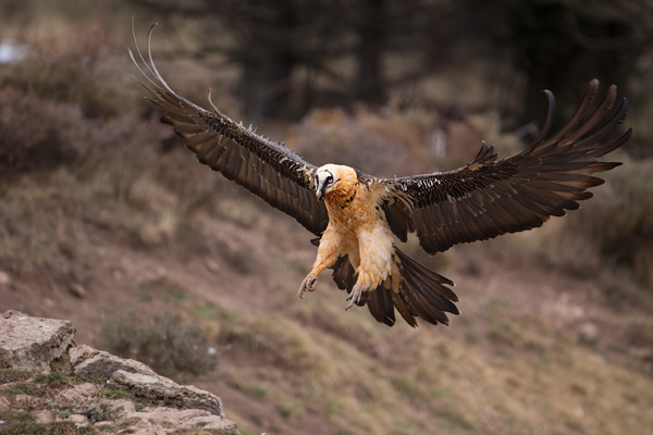 Bartgeier - Gypaetus barbatus, Laemmergeier, Geier, Spanien, Pyrenäen, Habichtartige, Gypaetinae, Gypaetus barbatus, Greifvoegel, Greifvogel, Adult, Juvenil, Knochenbrecher, Bartadler, Greifadler, Goldgeier, Bartfalk, Berggeier, Beinbrecher