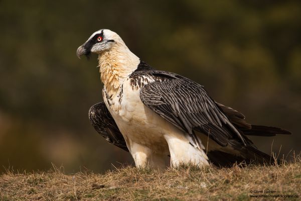 Bartgeier - Gypaetus barbatus, Laemmergeier, Geier, Spanien, Pyrenäen, Habichtartige, Gypaetinae, Gypaetus barbatus, Greifvoegel, Greifvogel, Adult, Juvenil, Knochenbrecher, Bartadler, Greifadler, Goldgeier, Bartfalk, Berggeier, Beinbrecher