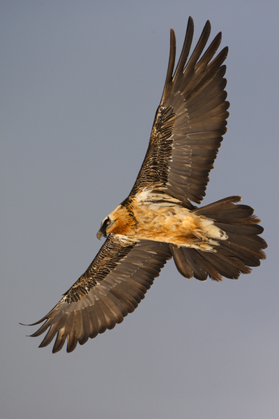 Bartgeier - Gypaetus barbatus, Laemmergeier, Geier, Spanien, Pyrenäen, Habichtartige, Gypaetinae, Gypaetus barbatus, Greifvoegel, Greifvogel, Adult, Juvenil, Knochenbrecher, Bartadler, Greifadler, Goldgeier, Bartfalk, Berggeier, Beinbrecher
