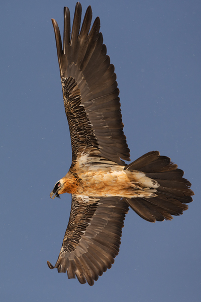 Bartgeier - Gypaetus barbatus, Laemmergeier, Geier, Spanien, Pyrenäen, Habichtartige, Gypaetinae, Gypaetus barbatus, Greifvoegel, Greifvogel, Adult, Juvenil, Knochenbrecher, Bartadler, Greifadler, Goldgeier, Bartfalk, Berggeier, Beinbrecher
