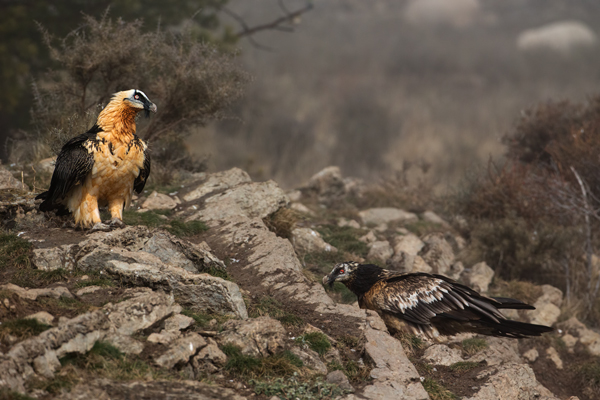 Bartgeier - Gypaetus barbatus, Laemmergeier, Geier, Spanien, Pyrenäen, Habichtartige, Gypaetinae, Gypaetus barbatus, Greifvoegel, Greifvogel, Adult, Juvenil, Knochenbrecher, Bartadler, Greifadler, Goldgeier, Bartfalk, Berggeier, Beinbrecher