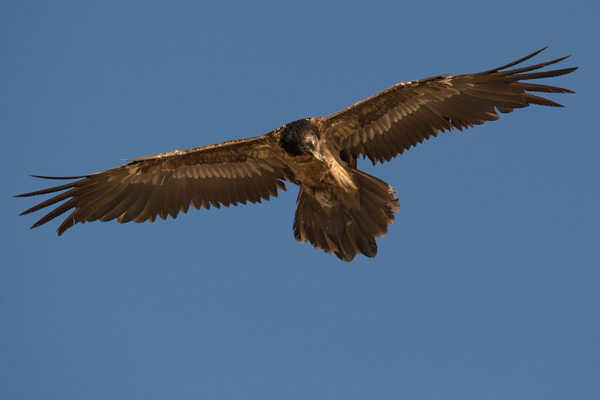 Bartgeier - Gypaetus barbatus, Laemmergeier, Geier, Spanien, Pyrenäen, Habichtartige, Gypaetinae, Gypaetus barbatus, Greifvoegel, Greifvogel, Adult, Juvenil, Knochenbrecher, Bartadler, Greifadler, Goldgeier, Bartfalk, Berggeier, Beinbrecher
