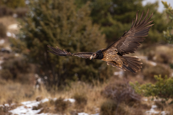 Bartgeier - Gypaetus barbatus, Laemmergeier, Geier, Spanien, Pyrenäen, Habichtartige, Gypaetinae, Gypaetus barbatus, Greifvoegel, Greifvogel, Adult, Juvenil, Knochenbrecher, Bartadler, Greifadler, Goldgeier, Bartfalk, Berggeier, Beinbrecher