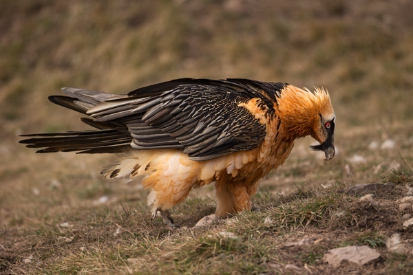 Bartgeier - Gypaetus barbatus, Laemmergeier, Geier, Spanien, Pyrenäen, Habichtartige, Gypaetinae, Gypaetus barbatus, Greifvoegel, Greifvogel, Adult, Juvenil, Knochenbrecher, Bartadler, Greifadler, Goldgeier, Bartfalk, Berggeier, Beinbrecher