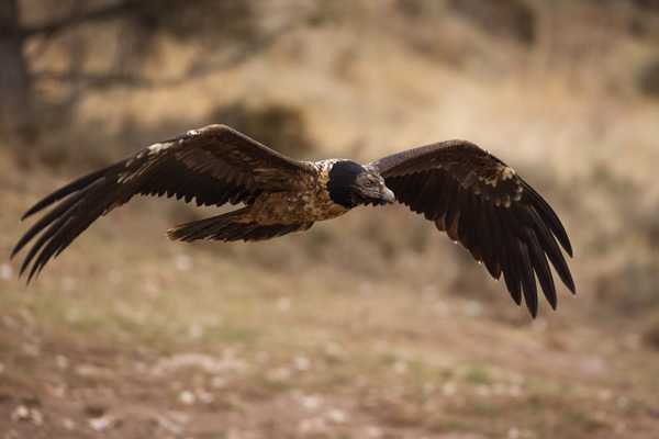 Bartgeier - Gypaetus barbatus, Laemmergeier, Geier, Spanien, Pyrenäen, Habichtartige, Gypaetinae, Gypaetus barbatus, Greifvoegel, Greifvogel, Adult, Juvenil, Knochenbrecher, Bartadler, Greifadler, Goldgeier, Bartfalk, Berggeier, Beinbrecher