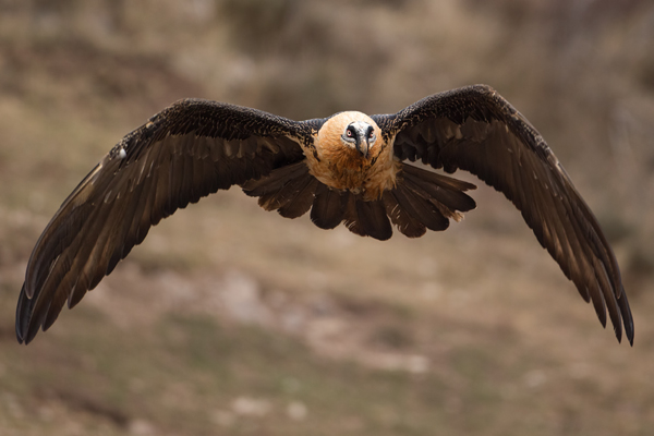 Bartgeier - Gypaetus barbatus, Laemmergeier, Geier, Spanien, Pyrenäen, Habichtartige, Gypaetinae, Gypaetus barbatus, Greifvoegel, Greifvogel, Adult, Juvenil, Knochenbrecher, Bartadler, Greifadler, Goldgeier, Bartfalk, Berggeier, Beinbrecher