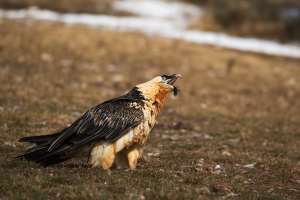Bartgeier - Gypaetus barbatus, Laemmergeier, Geier, Spanien, Pyrenäen, Habichtartige, Gypaetinae, Gypaetus barbatus, Greifvoegel, Greifvogel, Adult, Juvenil, Knochenbrecher, Bartadler, Greifadler, Goldgeier, Bartfalk, Berggeier, Beinbrecher