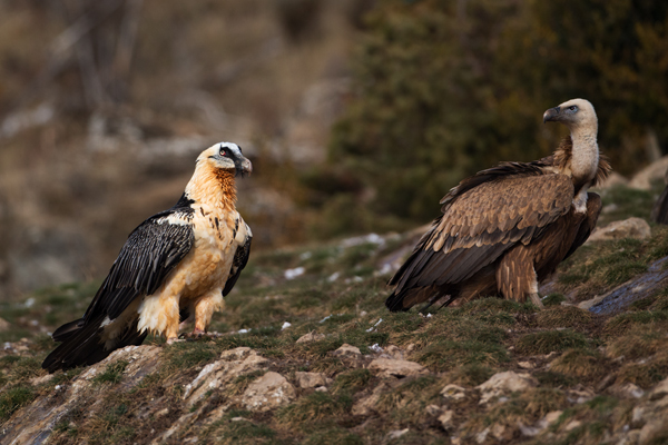 Bartgeier - Gypaetus barbatus, Laemmergeier, Geier, Spanien, Pyrenäen, Habichtartige, Gypaetinae, Gypaetus barbatus, Greifvoegel, Greifvogel, Adult, Juvenil, Knochenbrecher, Bartadler, Greifadler, Goldgeier, Bartfalk, Berggeier, Beinbrecher, Gaensegeier, Gyps fulvus, Geier, Gyps, Spanien, Pyrenäen, Habichtartige, Greifvoegel, Greifvogel, Adult, Juvenil, 