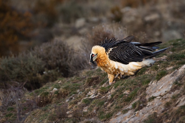 Bartgeier - Gypaetus barbatus, Laemmergeier, Geier, Spanien, Pyrenäen, Habichtartige, Gypaetinae, Gypaetus barbatus, Greifvoegel, Greifvogel, Adult, Juvenil, Knochenbrecher, Bartadler, Greifadler, Goldgeier, Bartfalk, Berggeier, Beinbrecher