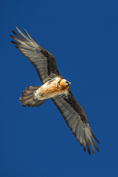 Bartgeier - Gypaetus barbatus, Laemmergeier, Geier, Spanien, Pyrenäen, Habichtartige, Gypaetinae, Gypaetus barbatus, Greifvoegel, Greifvogel, Adult, Juvenil, Knochenbrecher, Bartadler, Greifadler, Goldgeier, Bartfalk, Berggeier, Beinbrecher