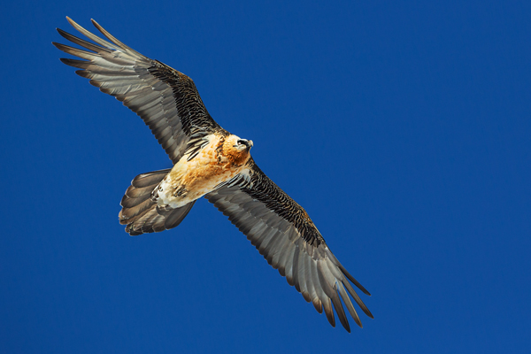 Bartgeier - Gypaetus barbatus, Laemmergeier, Geier, Spanien, Pyrenäen, Habichtartige, Gypaetinae, Gypaetus barbatus, Greifvoegel, Greifvogel, Adult, Juvenil, Knochenbrecher, Bartadler, Greifadler, Goldgeier, Bartfalk, Berggeier, Beinbrecher