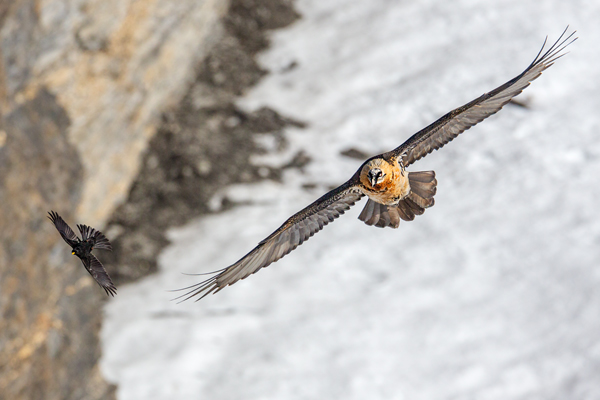 Bartgeier - Gypaetus barbatus, Laemmergeier, Geier, Spanien, Pyrenäen, Habichtartige, Gypaetinae, Gypaetus barbatus, Greifvoegel, Greifvogel, Adult, Juvenil, Knochenbrecher, Bartadler, Greifadler, Goldgeier, Bartfalk, Berggeier, Beinbrecher