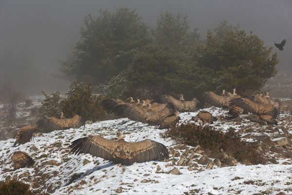 Gaensegeier, Gyps fulvus, Geier, Gyps, Spanien, Pyrenäen, Habichtartige, Greifvoegel, Greifvogel, Adult, Juvenil, 