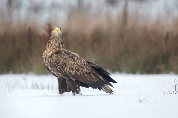 Habichtartige, Seeadler - Haliaeetus albicilla, Greifvoegel, Habichtartige, Voegel, Vogel, Adler, Grimma, Muldental, Sachsen