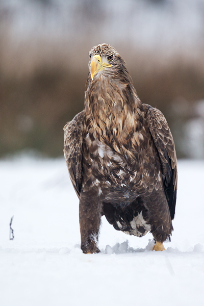 Habichtartige, Seeadler - Haliaeetus albicilla, Greifvoegel, Habichtartige, Voegel, Vogel, Adler, Grimma, Muldental, Sachsen