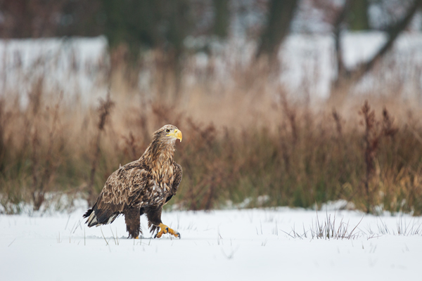 Habichtartige, Seeadler - Haliaeetus albicilla, Greifvoegel, Habichtartige, Voegel, Vogel, Adler, Grimma, Muldental, Sachsen