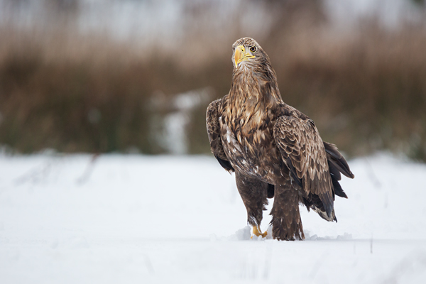 Habichtartige, Seeadler - Haliaeetus albicilla, Greifvoegel, Habichtartige, Voegel, Vogel, Adler, Grimma, Muldental, Sachsen