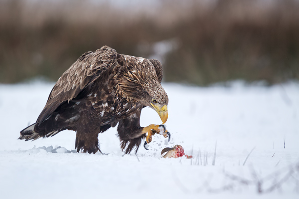 Habichtartige, Seeadler - Haliaeetus albicilla, Greifvoegel, Habichtartige, Voegel, Vogel, Adler, Grimma, Muldental, Sachsen