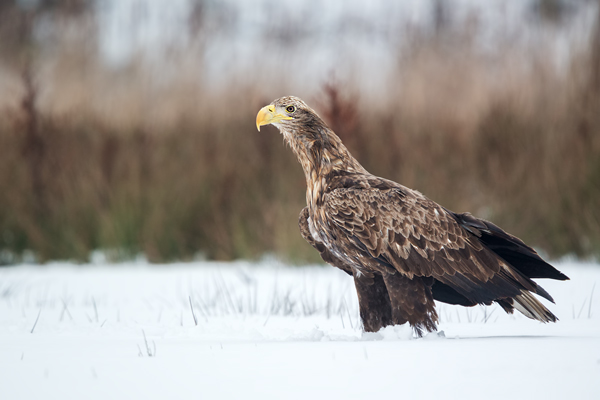 Habichtartige, Seeadler - Haliaeetus albicilla, Greifvoegel, Habichtartige, Voegel, Vogel, Adler, Grimma, Muldental, Sachsen