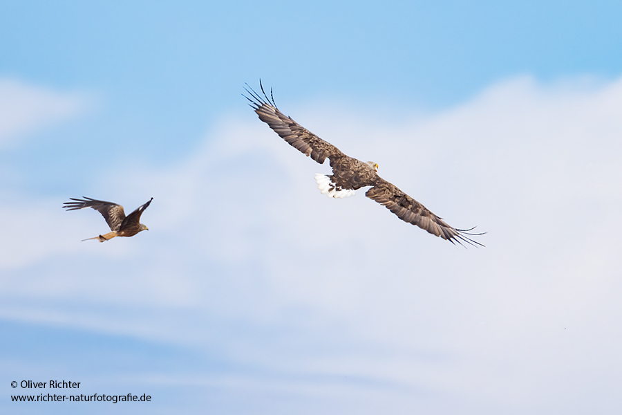 Seeadler - Haliaeetus albicilla - Sachsen - Greifvoegel Habichtartige 