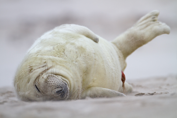 Junge Kegelrobbe mit Nabelschnur - Halichoerus grypus Duene Helgoland Saeugetiere