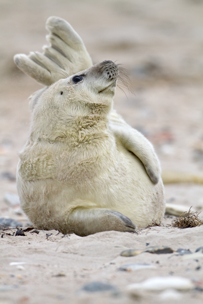 Junge Kegelrobbe - Halichoerus grypus Duene Helgoland Saeugetiere