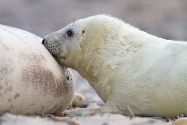 Junge Kegelrobbe - Halichoerus grypus Duene Helgoland Saeugetiere