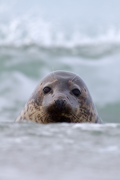 Kegelrobbe - Halichoerus grypus Duene Helgoland Saeugetiere