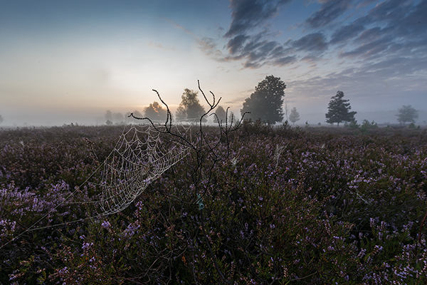 Morgenstimmung in der Heide