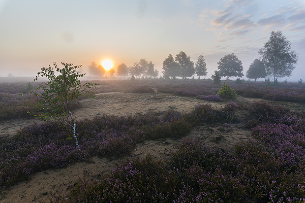 Morgenstimmung in der Heide