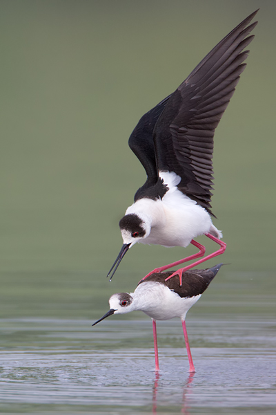 Stelzenlaeufer, Himantopus himantopus, Voegel, Vogel, Saebelschnaebler, Regenpfeiferartige, Lesvos, Lesbos, Paarung, Kopula